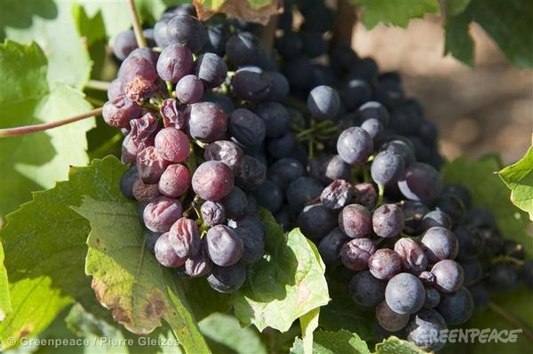 Pestisitsiz Gıda: Meyve ve Sebze için Alışveriş Rehberi