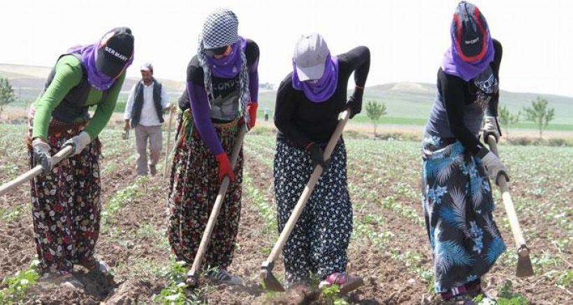 Tarım işçisi kadınlar sigortasız çalıştırılıyor