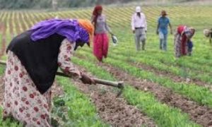 İSİG  Kadın Meclisi Konya Akşehir’de Tarım İşçisi Kadınlarla Görüştü